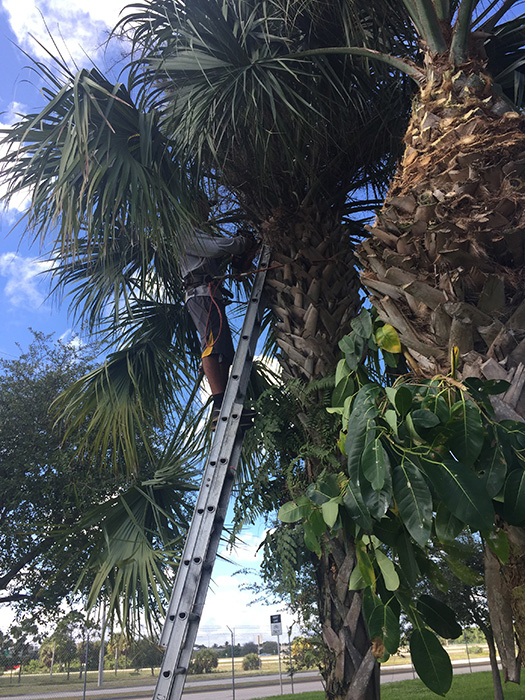 Tree Trimming - Boca Raton FL - Palm Beach Tree & Landscape